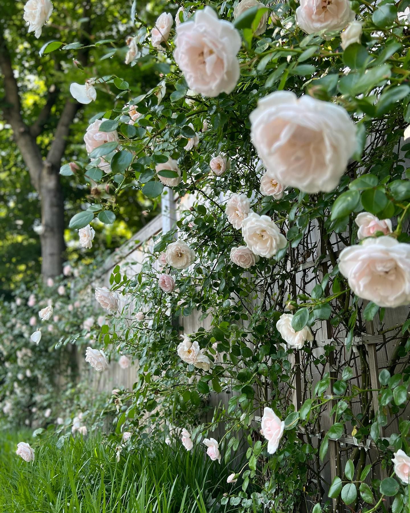 Rose garden design