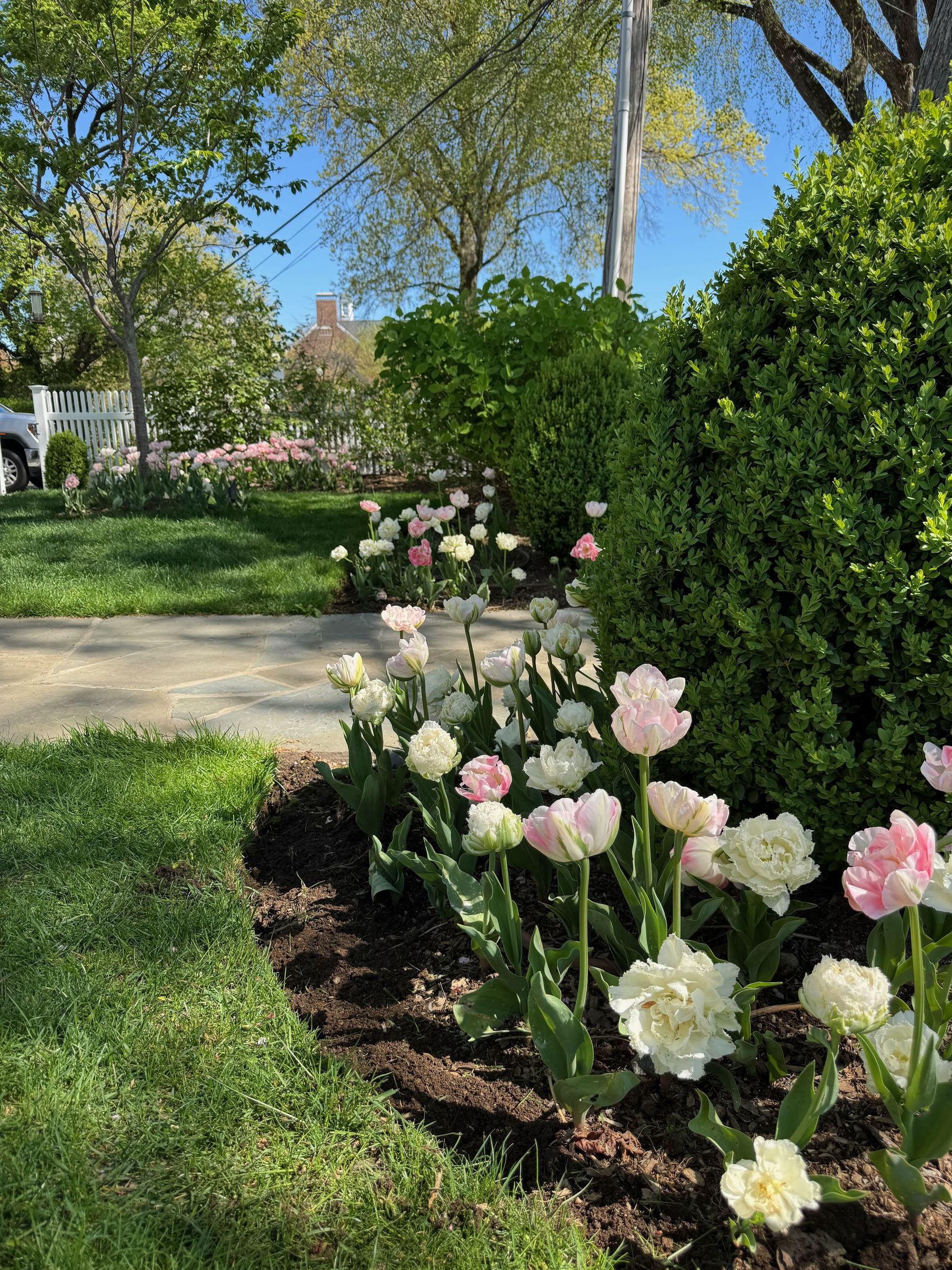 Spring tulip garden planting