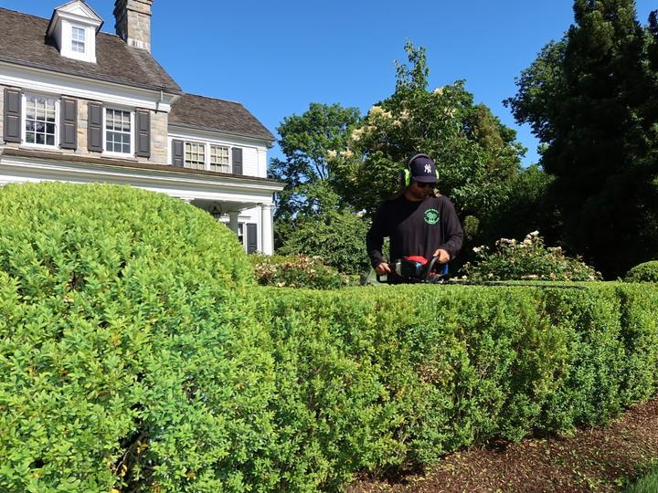 Hedge and shrub trimming