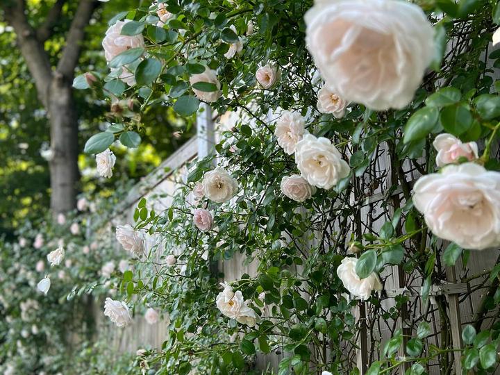 Rose garden design