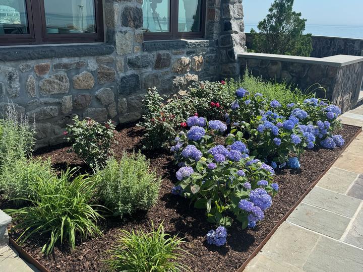 Hydrangea garden at stone home