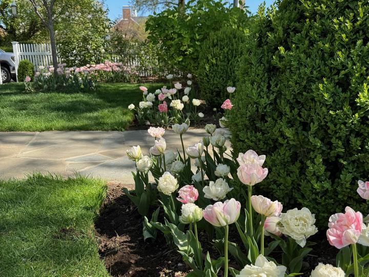 Spring tulip garden planting